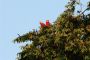 Amazonas06 - 247 * Scarlet Macaws.